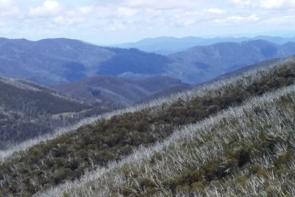 Odh018 Bogong High Plains Mlast