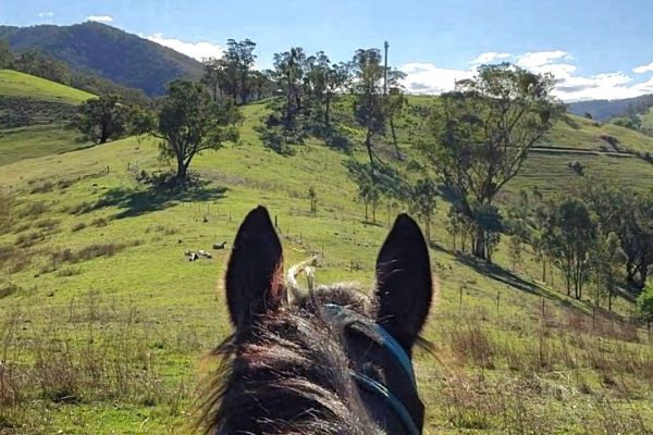 Odh035 Between The Ears Khenry